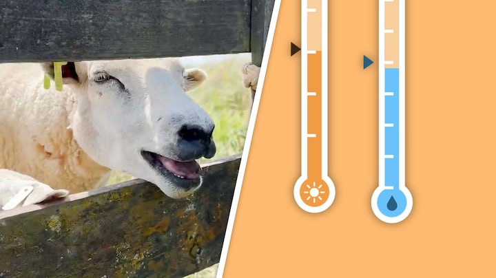 Hijgende koeien en schapen in de wei: dit zijn de regels voor boeren bij hitte