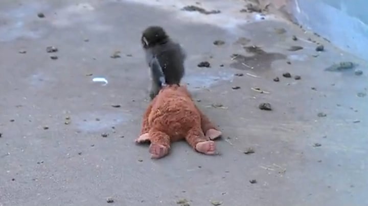 Verstoten aapje sleept knuffel overal mee naartoe, beelden gaan de wereld over 