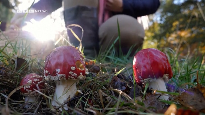 Meer bedreigde soorten dan gedacht: AI werpt nieuw licht op biodiversiteit