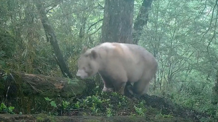 China geeft beelden vrij van enige albino-reuzenpanda ter wereld