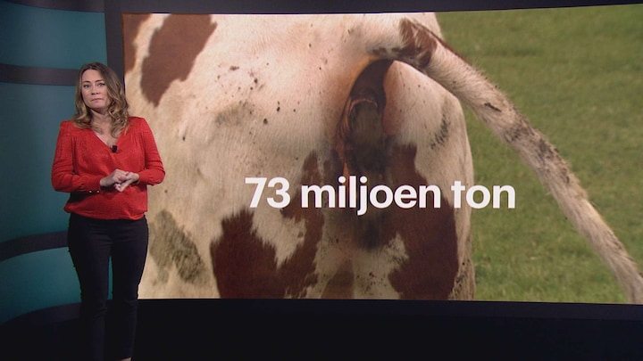 Stikstofprobleem in beeld: 7 keer meer vee dan inwoners 