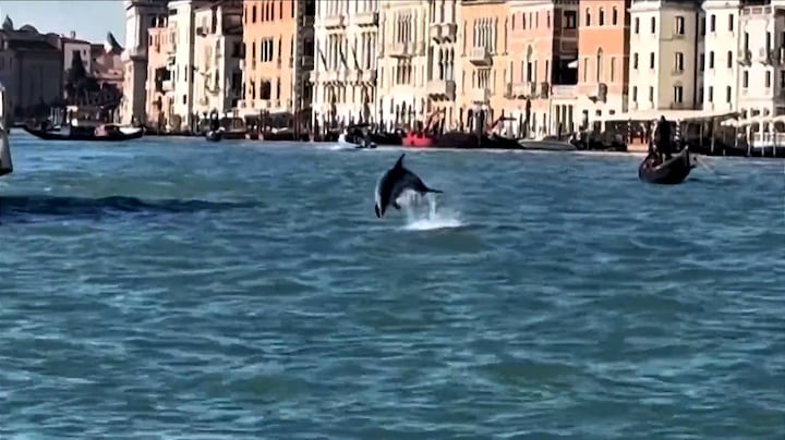 Dolfijn Mimmo zoekt gezelschap in water Venetië