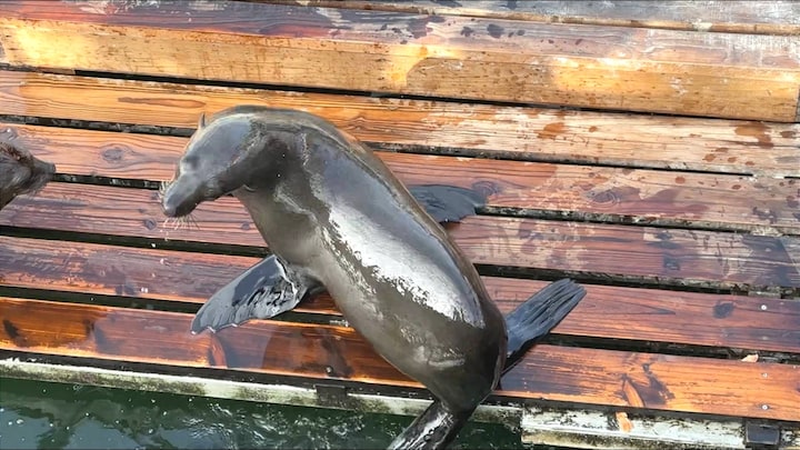 Langs hele kust Zuid-Afrika hondsdolle zeerobben, surfers aangevallen