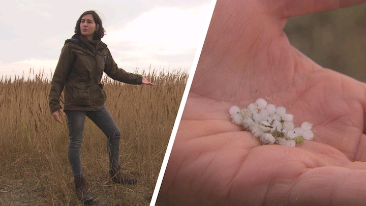 Nog miljoenen plastic korrels op Schiermonnikoog: 'Hoe ga je dit schoonmaken?'