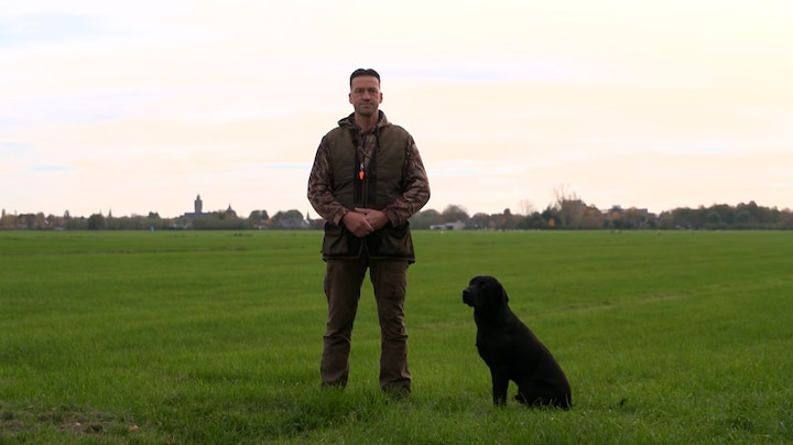 Op jacht naar titel: wordt labrador Senn de beste jachthond van Nederland?