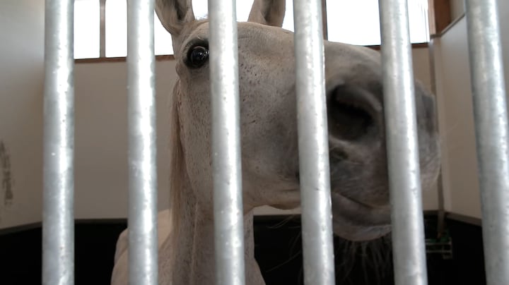 Steeds meer paarden besmet met westnijlvirus: 'Echt niet leuk om te zien'