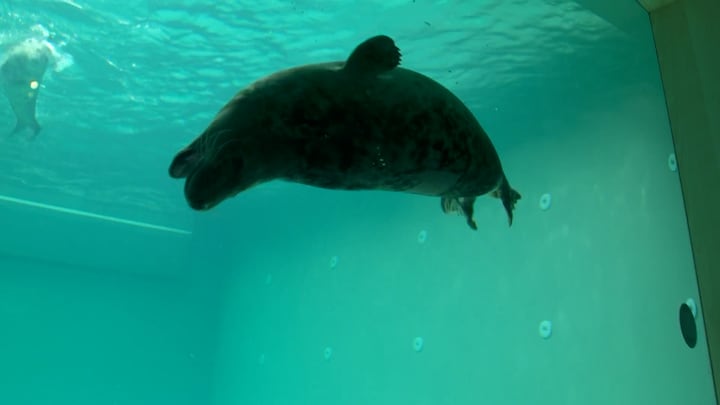 Nieuw thuis voor zeehonden Pieterburen