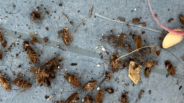 Flat in Utrecht geteisterd door kakkerlakkenplaag, maar bewoner wil niet open doen