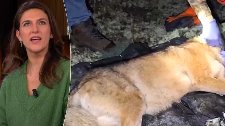 Onderzoek toont aan dat wolf in Nederland vogelvrij is