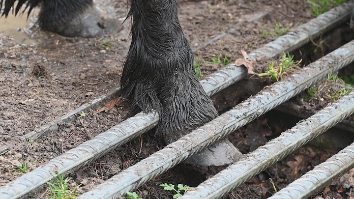 Paard vast in wildrooster, brandweer schiet te hulp