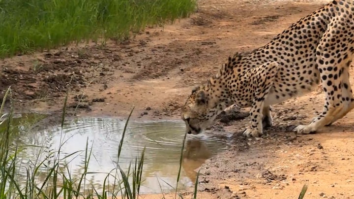 Spermabank in Namibië moet jachtluipaard van uitsterven redden