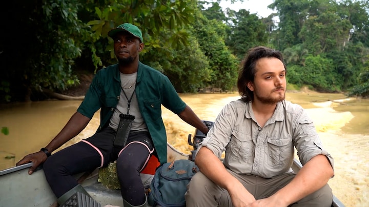 Nederlandse onderzoekers filmen zeldzame dwergnijlpaarden