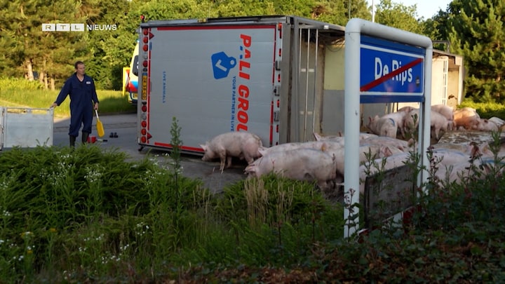 In beeld: vrachtwagen met varkens gekanteld, twintig dieren overleden