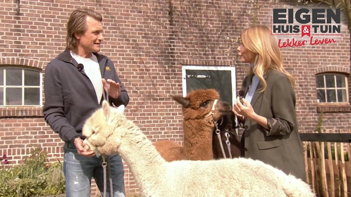 Dierenarts Piet Hellemans vertelt je alles over de alpaca's