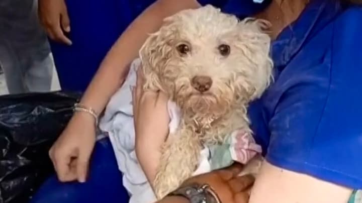 Hondje Buddy gered na 8 dagen onder puin in Venezuela