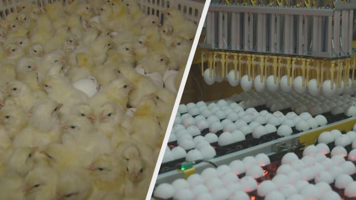 Revolutionary Technology: In Ovo’s Solution to Save Male Chickens in the Poultry Industry!