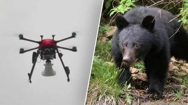 Blaffende drones nieuwste wapen tegen beren in Japan