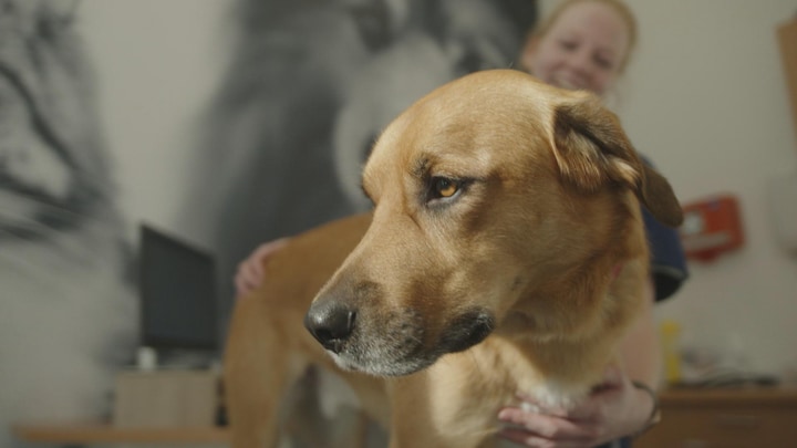 Hond Otis is bloeddonor en daar zijn er veel meer van nodig