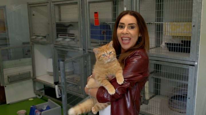 Rode katten zijn populair, maar hoe komen ze aan die rode vacht?