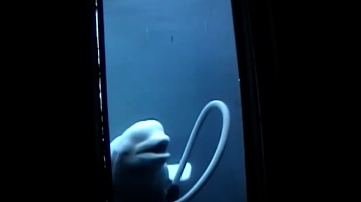 New video test